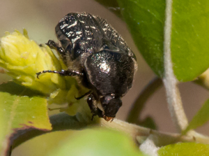 Dark flower scarab beetle